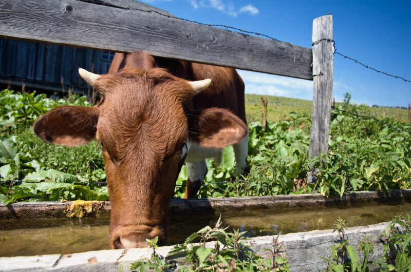 Livestock watering